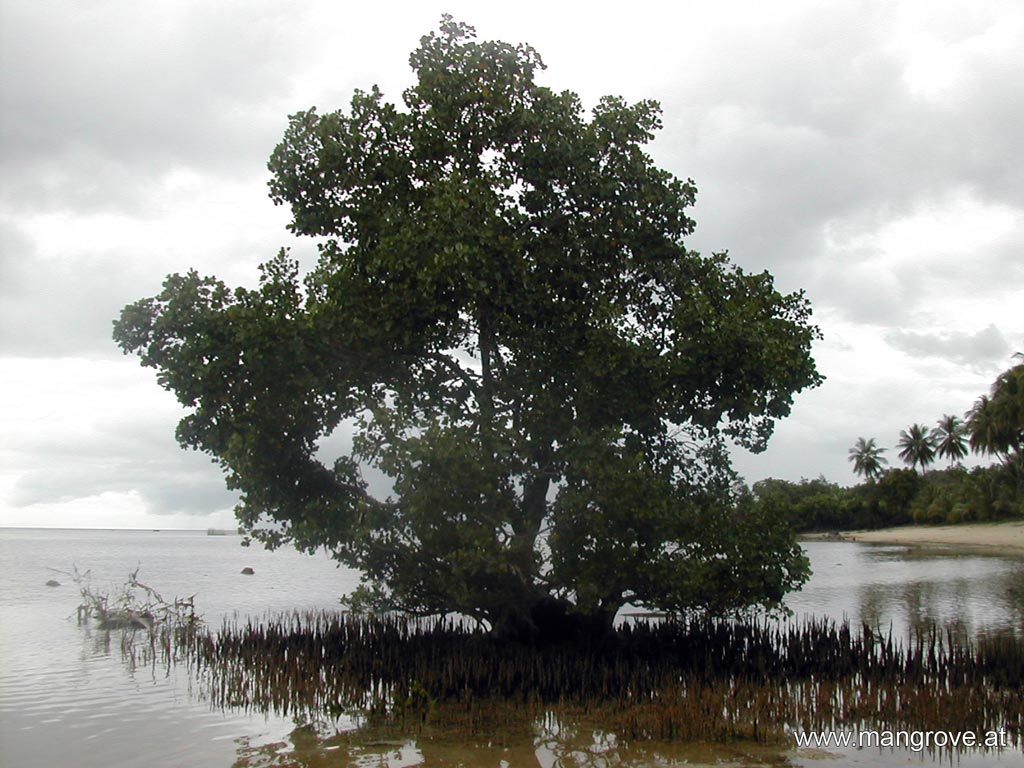 Sonneratia alba